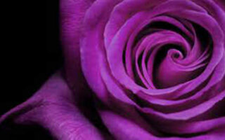test de gandire laterala petalele din jurul trandafirului